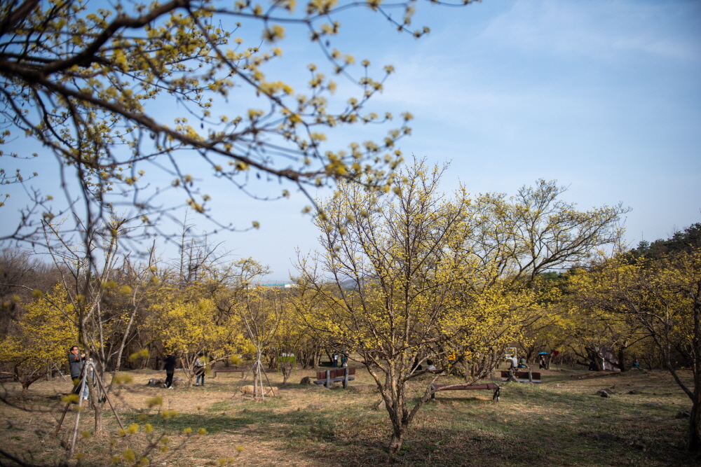제26회 이천백사산수유꽃축제 일정 & 프로그램 안내/ 주차 안내