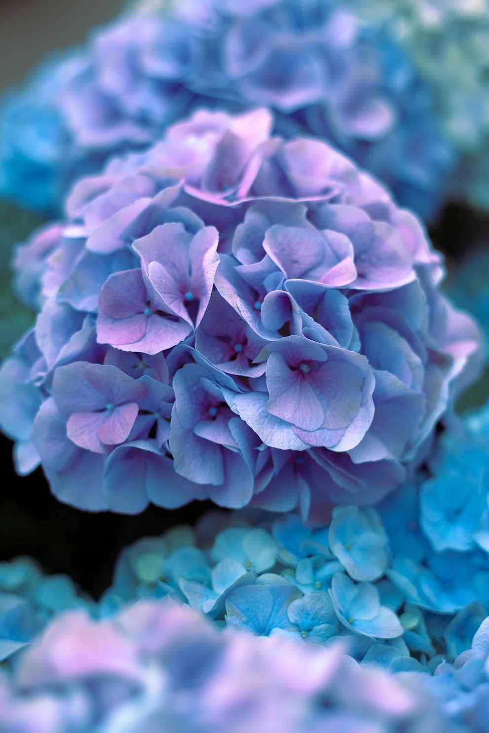 베니스랜드 유럽수국축제