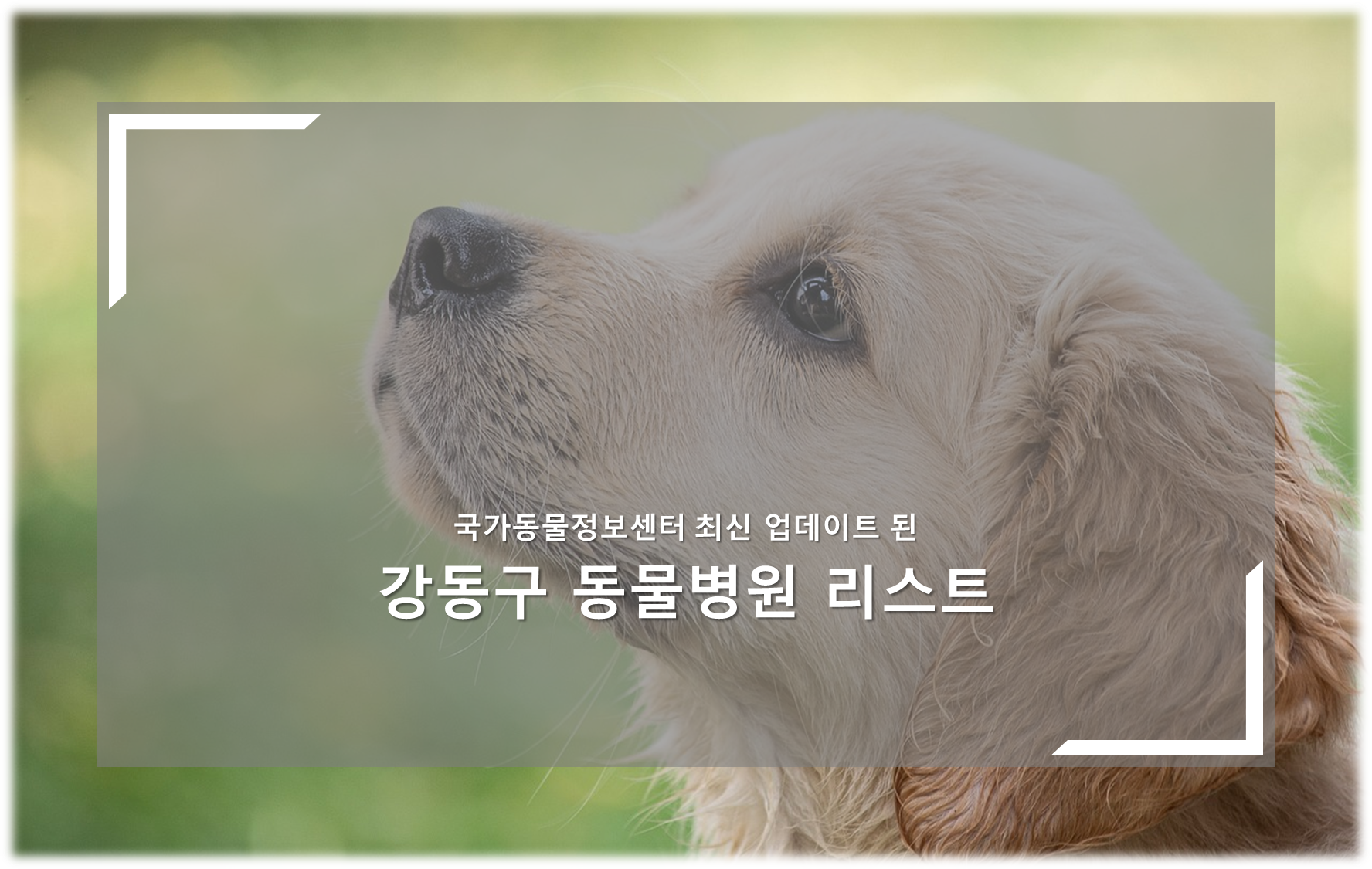 강동구 동물병원 안내