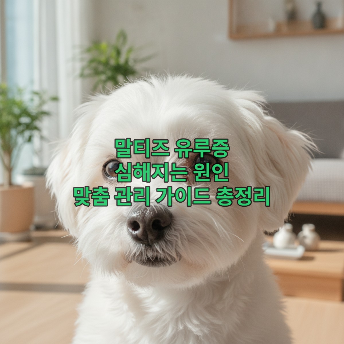 깨끗하고 건강한 눈을 가진 사랑스러운 말티즈 강아지의 근접 사진. 눈물 자국 없이 하얗고 윤기 나는 털이 강조되어 있습니다.