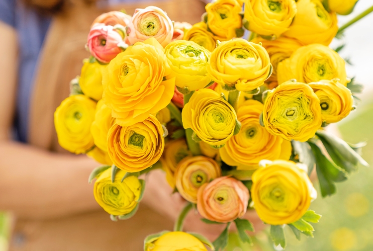 노란색 라넌큘러스