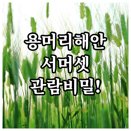 제주 효도 관광 용머리해안 관람 요령..