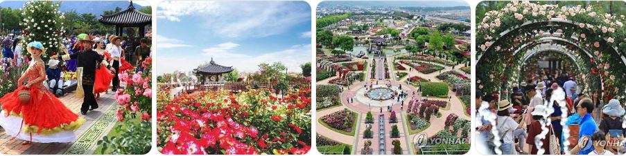 곡성장미축제사진