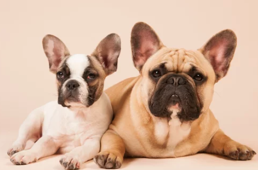 프렌치 불독/출처:어도비스톡