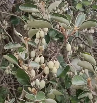 보리밥나무-추출물