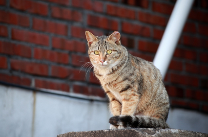 길고양이 돌보는 법