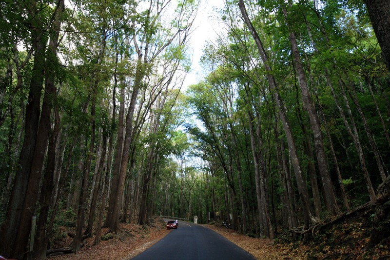 필리핀 보홀 자유여행 필수 투어 코스 : 액티비티 여행 코스