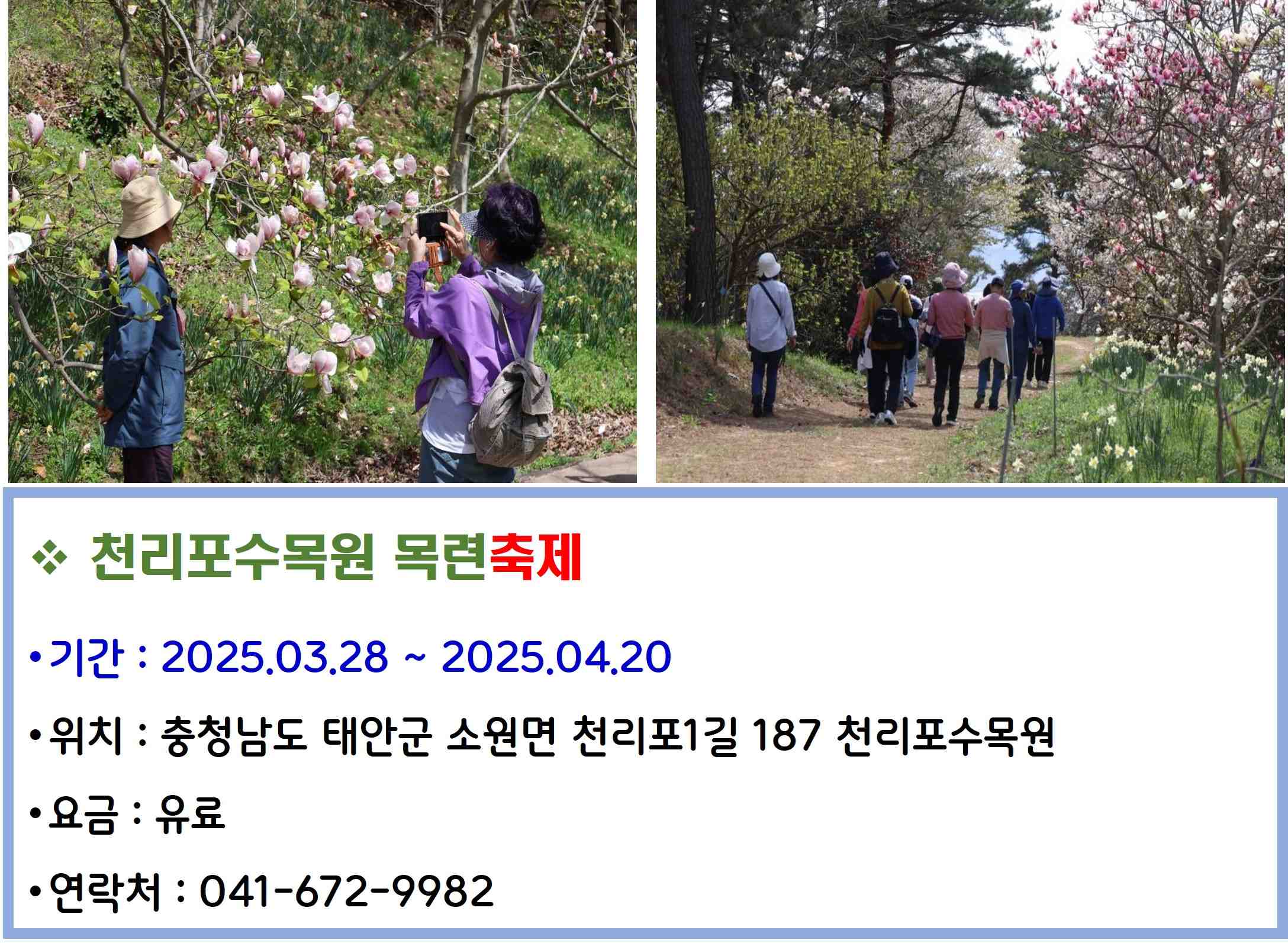 천리포수목원 목련축제