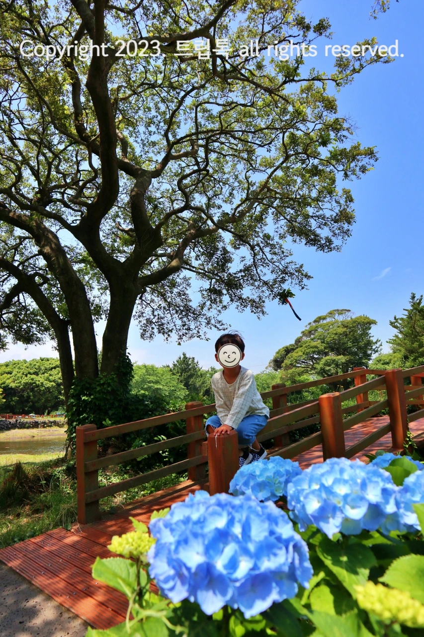 왼쪽에 커다랗고 가지가 많은 소나무가 있고 그 아래 다리 난간에 앉은 아이 앞으로 탐스러운 수국이 피어있다.