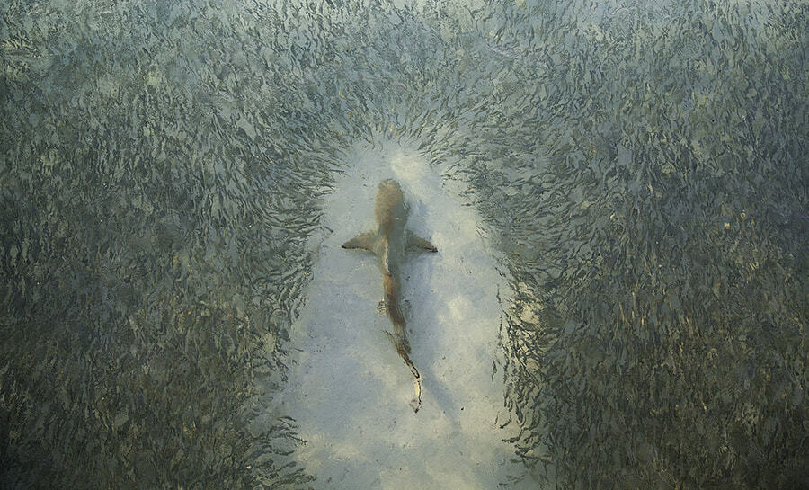 물고기 군집과 상어