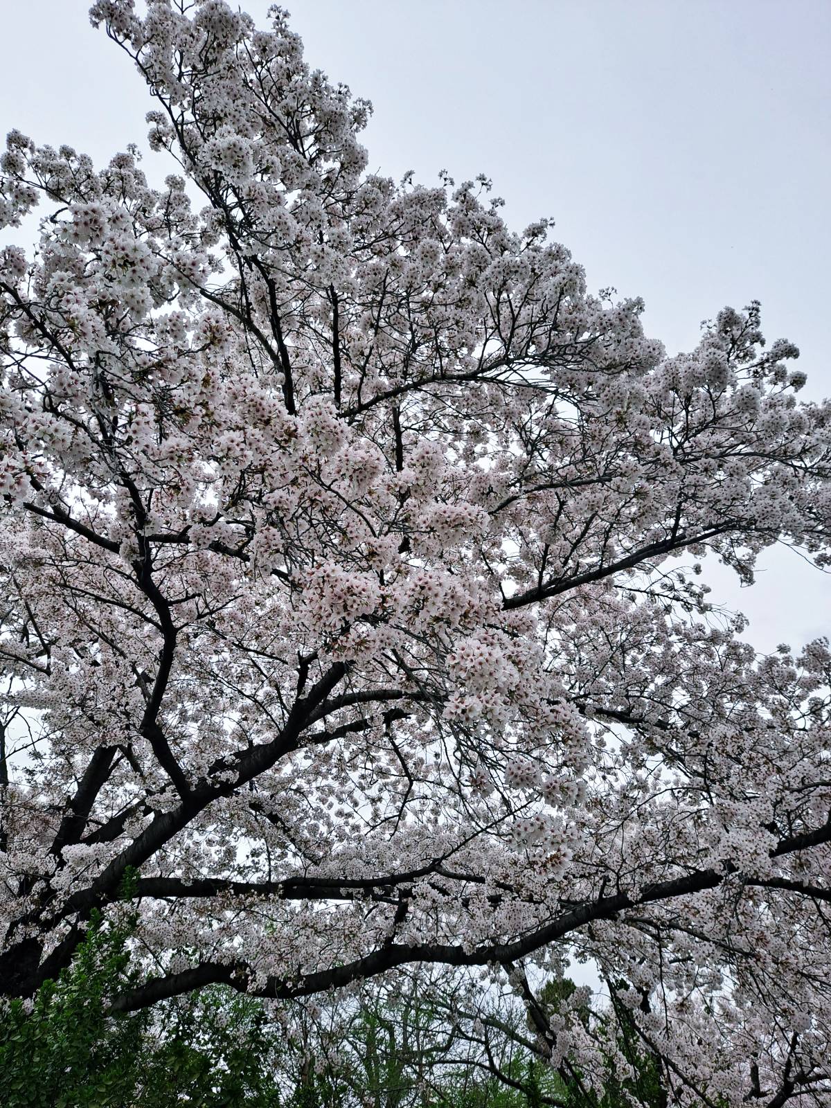 선인재단 벚꽃나무