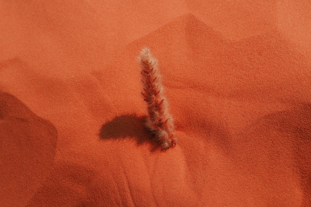 Heartworm