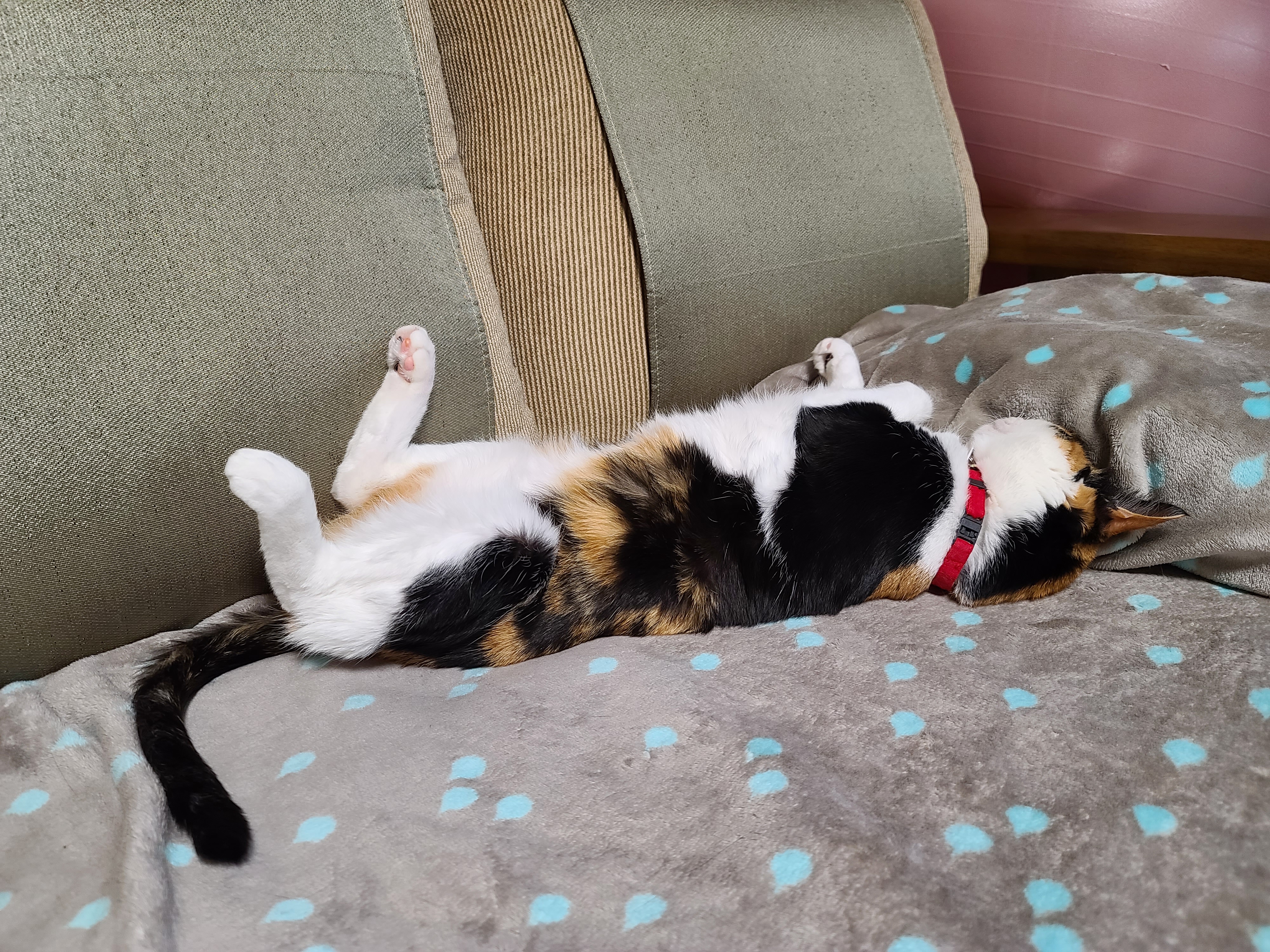 오늘은 어린이날. 우리집은 냥린이날! 냥린이날 아홉냥이들에게 보내는 엄마집사의 마음.