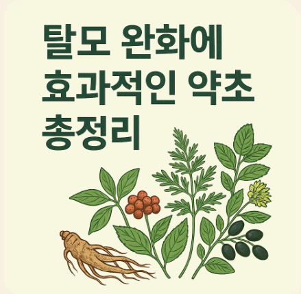 탈모 완화에 효과적인 약초 총정리