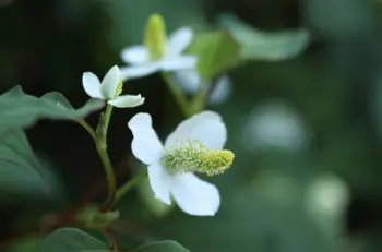 어성초 효능 효과 및 영양성분&amp;#44; 부작용