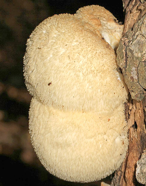 노루궁뎅이버섯