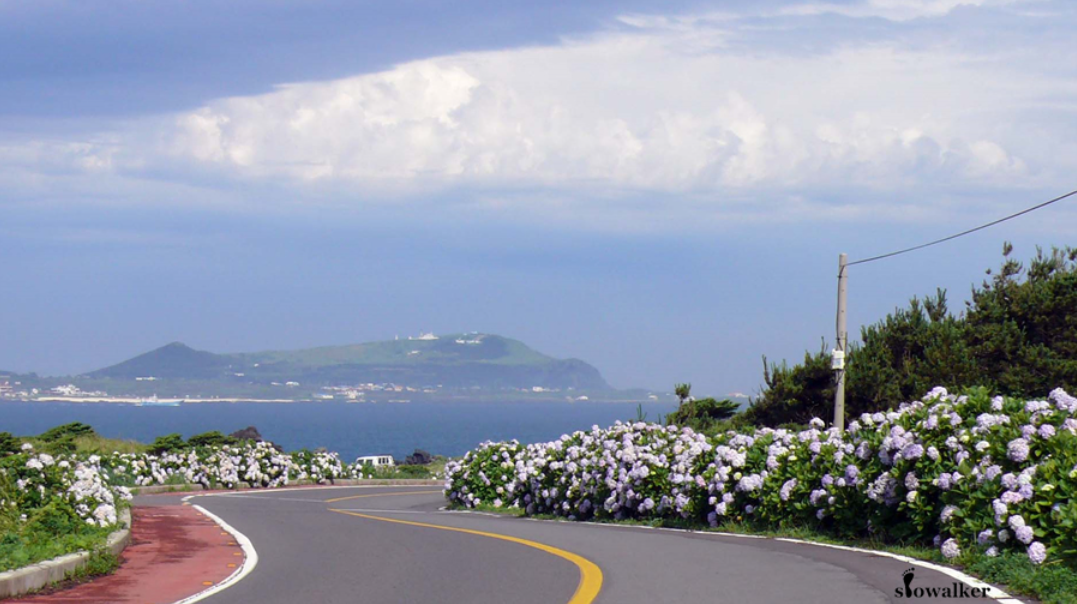 수국이 만발한 종달리 해안도로