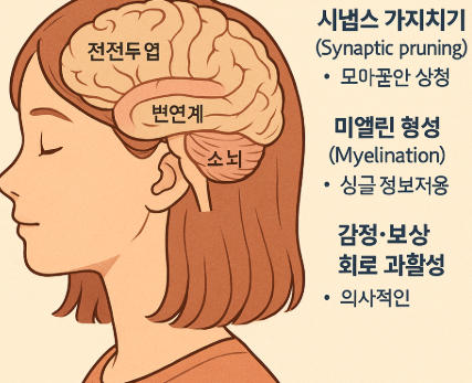 청소년기의 뇌 발달