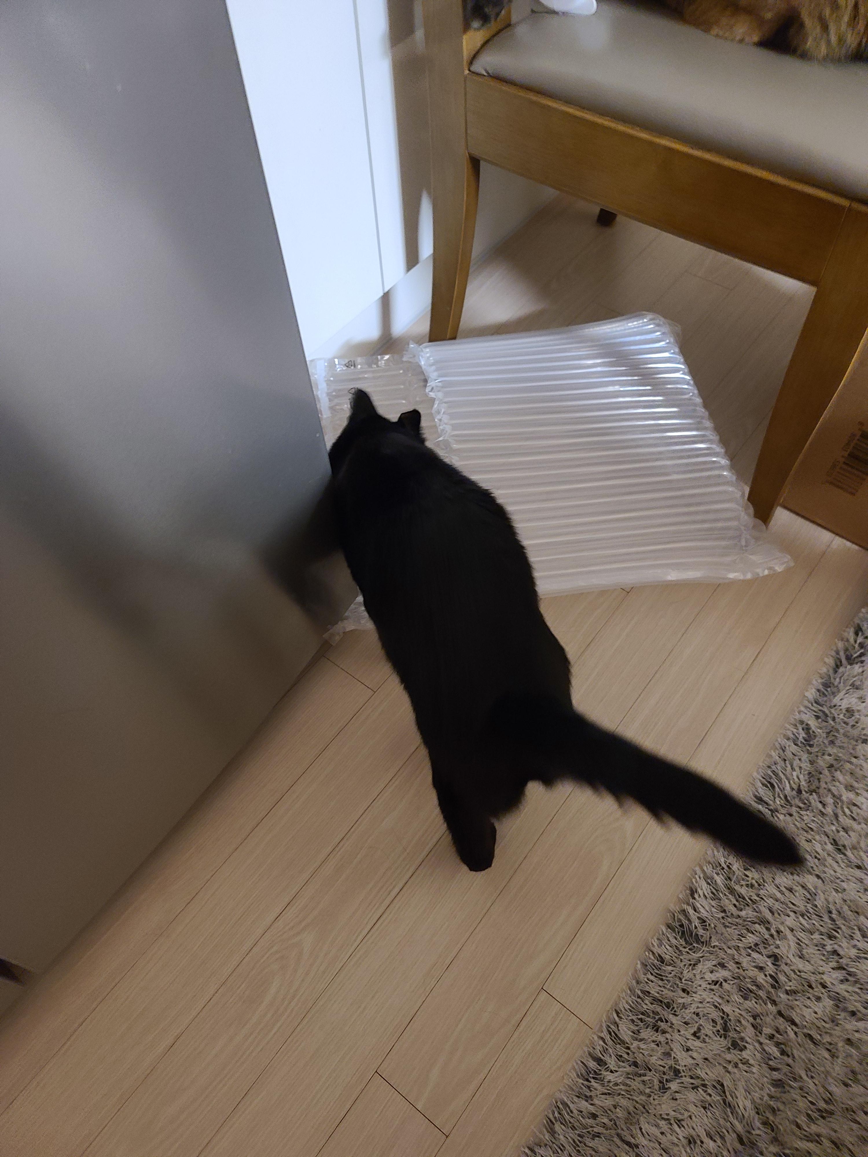 택배를 시켰는데 고양이 장난감이 왔다. 생활속 장난감.