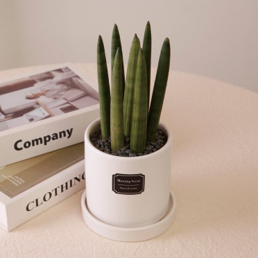 스투키 키우는 방법, 스투키 관리법, 스투키 물주기, 공기정화식물, 실내식물 추천, 스투키 햇빛, 스투키 분갈이, 초보 식물, 스투키 병해충, 스투키 성장속도