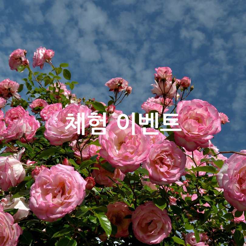 삼척장미축제 2025 : 5월6월 국내여행지