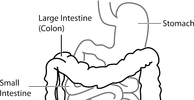 위 (Stomach)