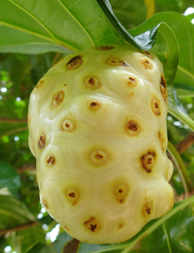 노니 열매가 열려 있다