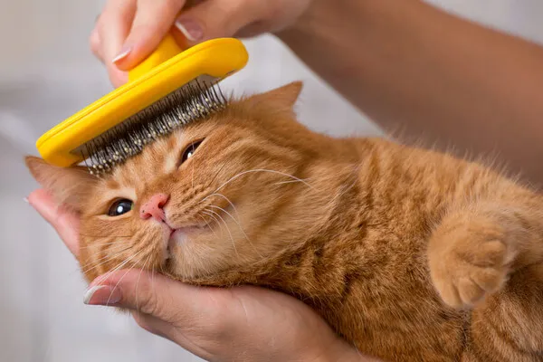 &amp;quot;고양이