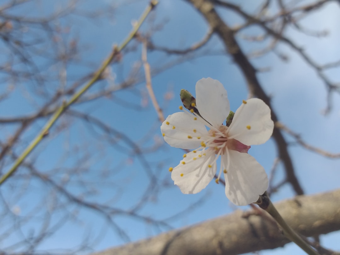 Spring