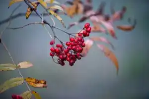 퀘르민 황산화 성분