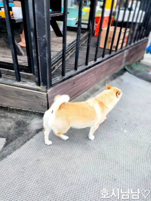가평-에이스펜션-마스코트-강아지-송이
