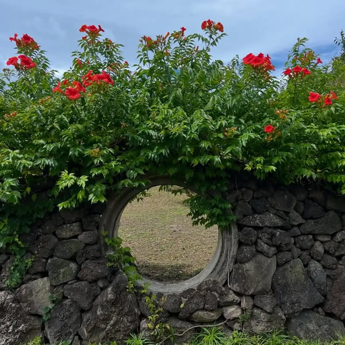 능소화 정원 - 대한민국 보물 정원 덩굴덩굴