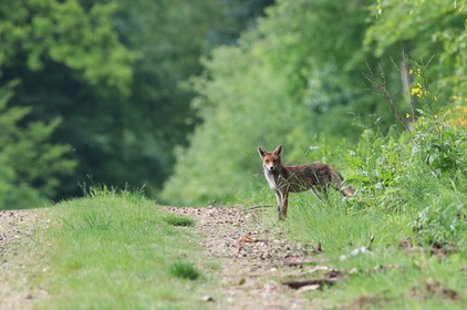 야생동물 보호를 위한 행동