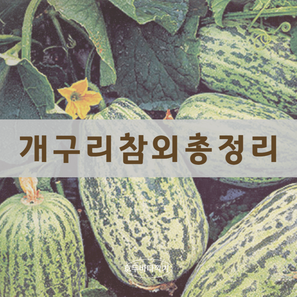 개구리-참외의-인기에-대한-사진