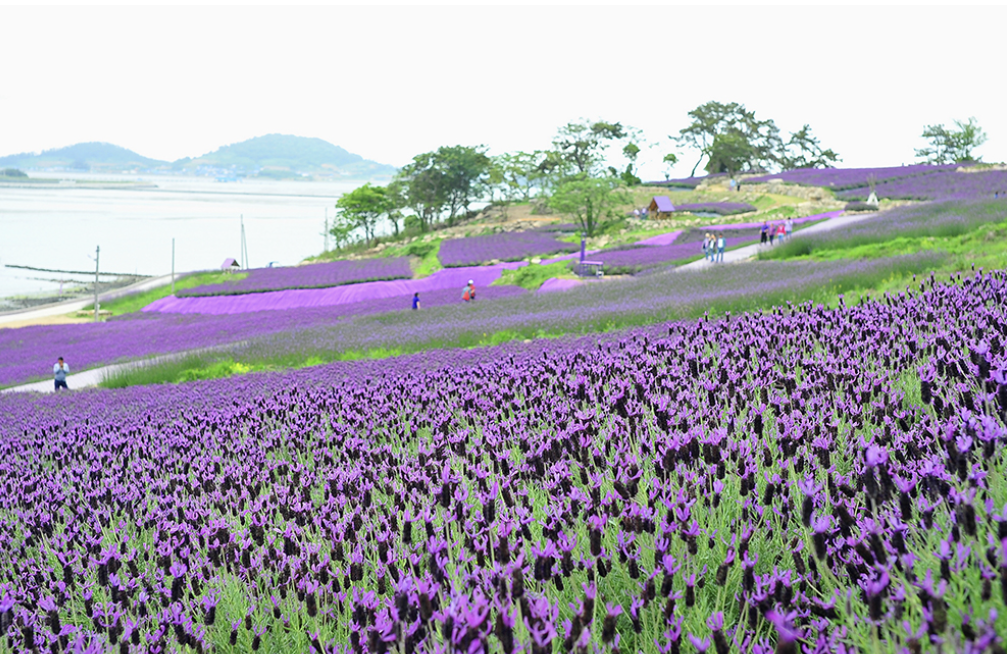 신안 퍼플섬 라벤더 축제