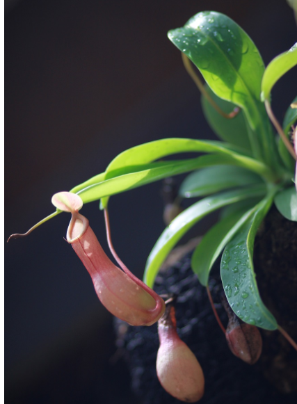 네펜데스 벌레잡이 식물