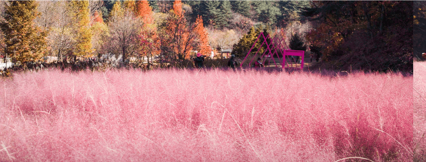 숲속 산책로와 핑크뮬리 정원 전경