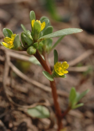 가을에 피는 꽃 쇠비름