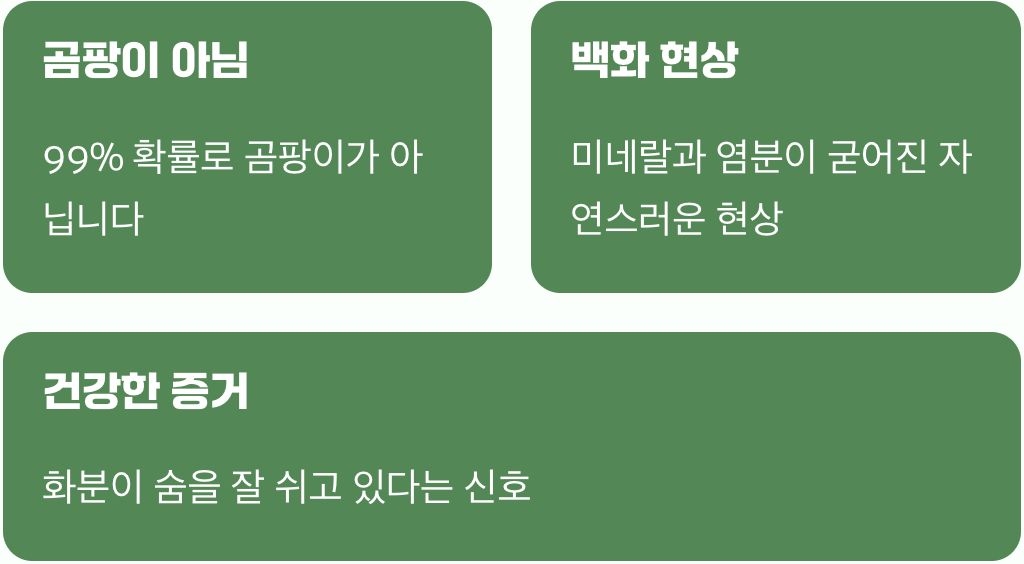 하얀 가루의 정체, 곰팡이와는 달라요