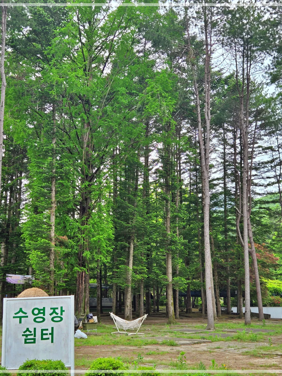 경기도-광주-금원수목원-울창한-나무