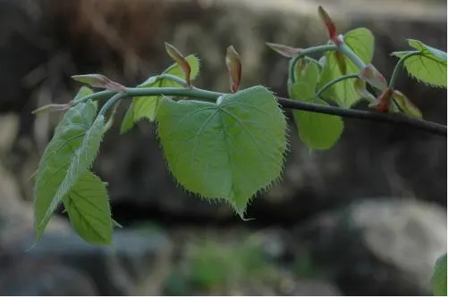 찰피나무(Tilia mandshurica Rupr. &amp; Maxim.)