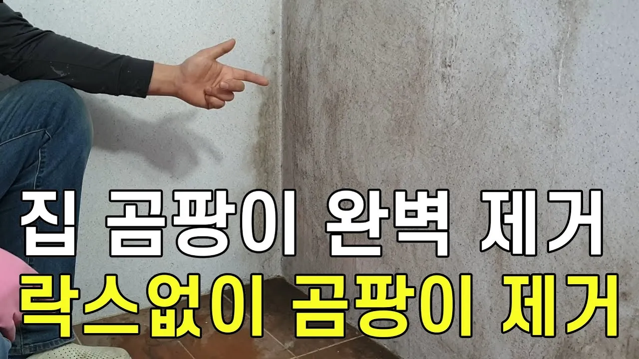곰팡이 제거 방법 방지 페인트 냄새 없애기_9