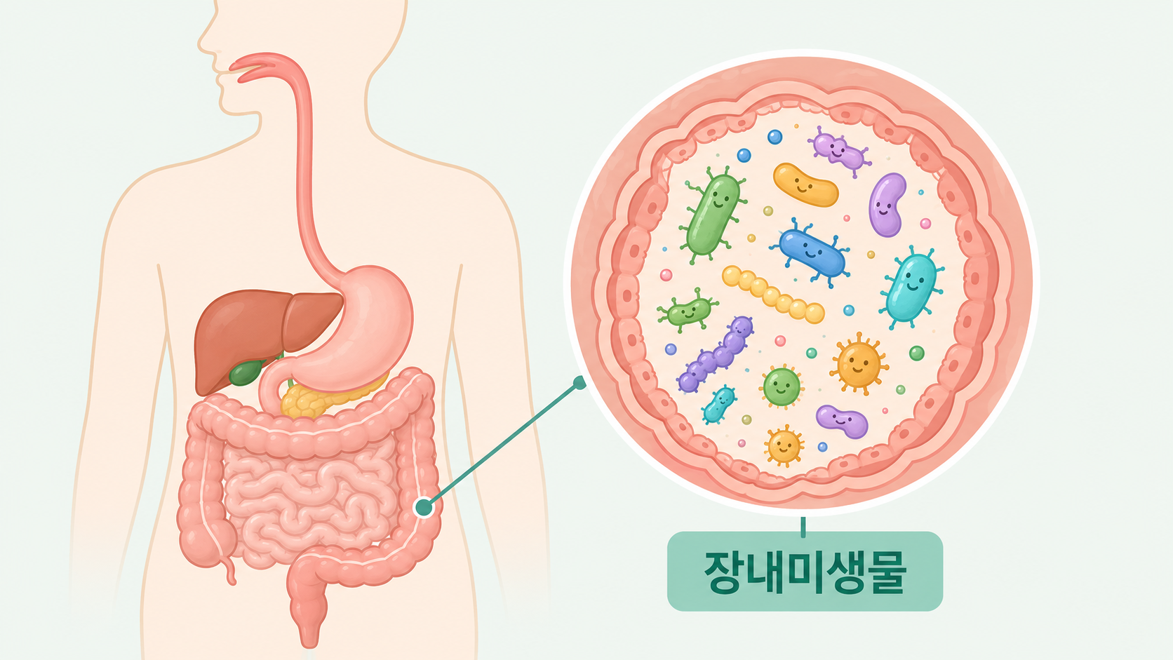 장내미생물과 건강의 관계: 프로바이오틱스부터 식이섬유까지 완전정리