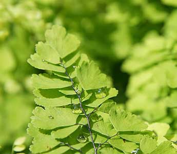 거실에서 키우기 쉬운 식물 아디안텀