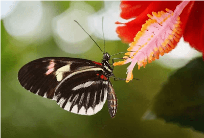 함평 나비축제 기간 및 입장료