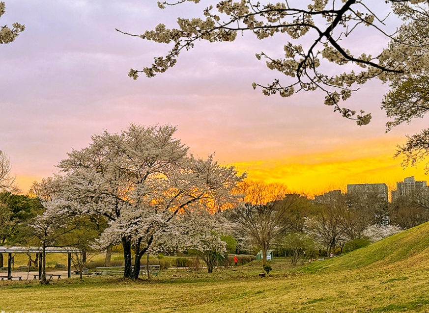 올림픽공원 벚꽃1
