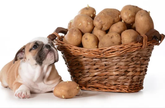 강아지와 감자/출처:어도비스톡
