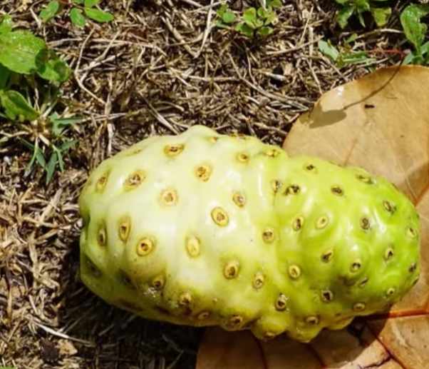 노니 효능 부작용