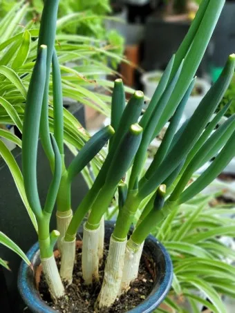 텃밭 대파 키우는 법 토양 북주기 웃거름 병해 예방_14