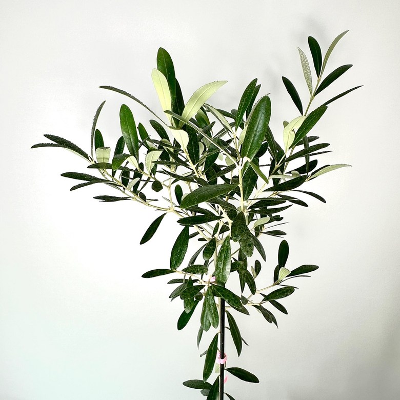 올리브나무 집에서 키우기 키우는방법